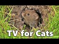 Catflix  cat tv  mouse hole mice  8 hours 