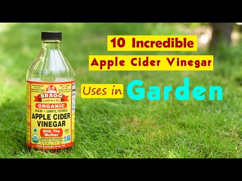 Video: Apple Cider Vinegar In Gardening