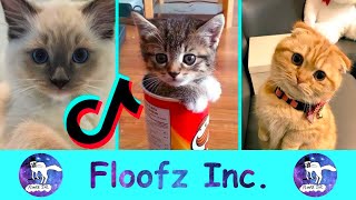 The Funniest Cats of TikTok! by Floofz Inc. 52 views 2 years ago 8 minutes, 11 seconds
