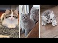 Kitten Memes That Make You Want A Cat Immediately ~ Cutest &amp; Funniest Kittens Compilation 😻