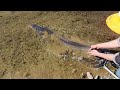 Releasing huge longfin eel