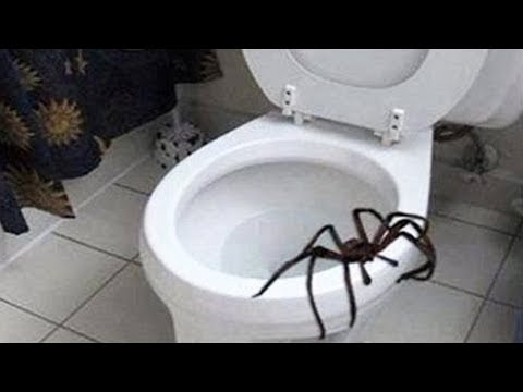 giant spider attacks man..