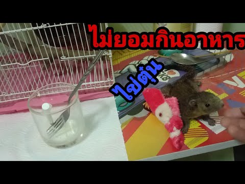 กระรอกไม่ยอมกินอาหาร EP.3 กระรอกเเสนซน