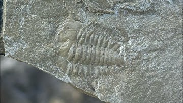 Trilobite hunting in southern Nevada!