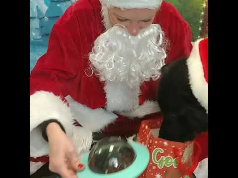 Doggy Secret Santa