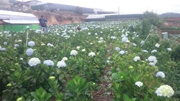 Tham quan vườn hoa cẩm tú cầu