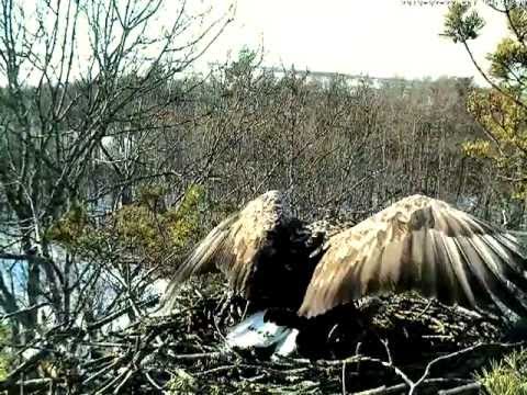 eesti energia White-tailed Eagles mating. Estonia, 27 February 2013