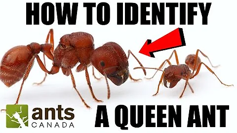 여왕 개미 식별하기: 팁과 트릭