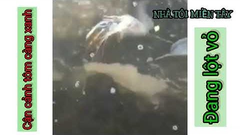 CẬN CẢNH CON TÔM CÀNG XANH ĐANG LỘT VỎ