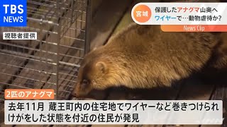 ワイヤーで･･･動物虐待か？保護したアナグマ山奥へ【Ｎスタ】