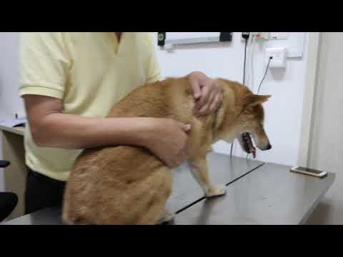 a-9-year-old-shiba-inu-passes-gas-and-blood-in-the-stools-frequently