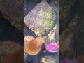 【ヒラメ釣り】釣れるのは・・・ヒラメばかりとは限りませんっ💦#shorts