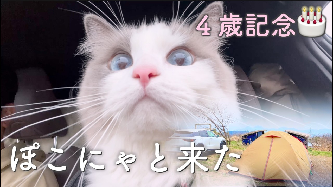 †癒漓猫†④ Ragdoll cat - 4th birthday celebration] Is she finally an adult