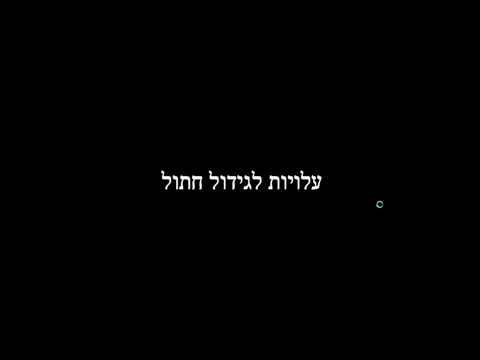 וִידֵאוֹ: כיצד לאמן חתול או חתול לעמוד גירוד, כולל בצורה של בית: מאפיינים של גורי אילוף ובעלי חיים בוגרים, המלצות וביקורות