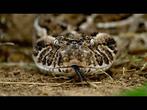 Video: La serpiente más rápida: estructura y métodos de movimiento