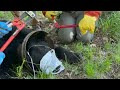 Bear Freed From Metal Milk Can After Being Trapped for Weeks