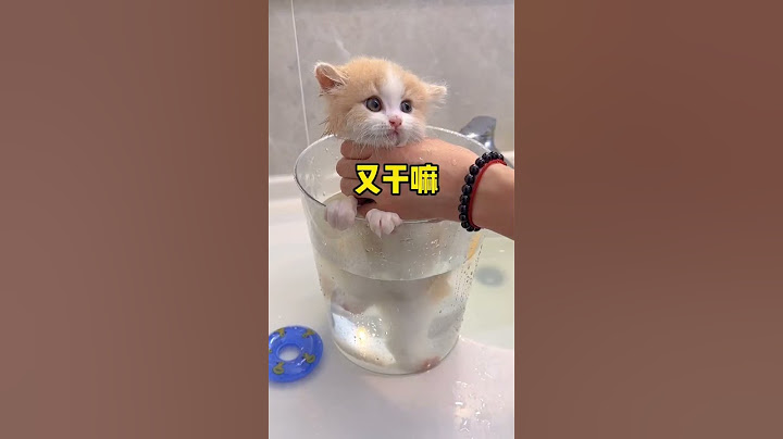 【小奶貓成長記】聽到我說新髮型不好看 耳朵都耷拉下去了
