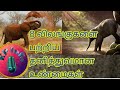 8 animals unique and intresting facts kp info talkies kpinfotalkies  8animalfacttamil