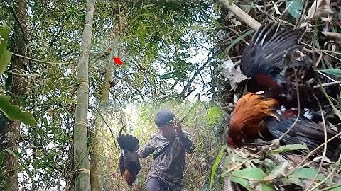 yos hav zoov dib qaib qus