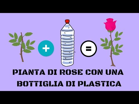 Video: Come Tagliare Una Rosa Da Una Barbabietola