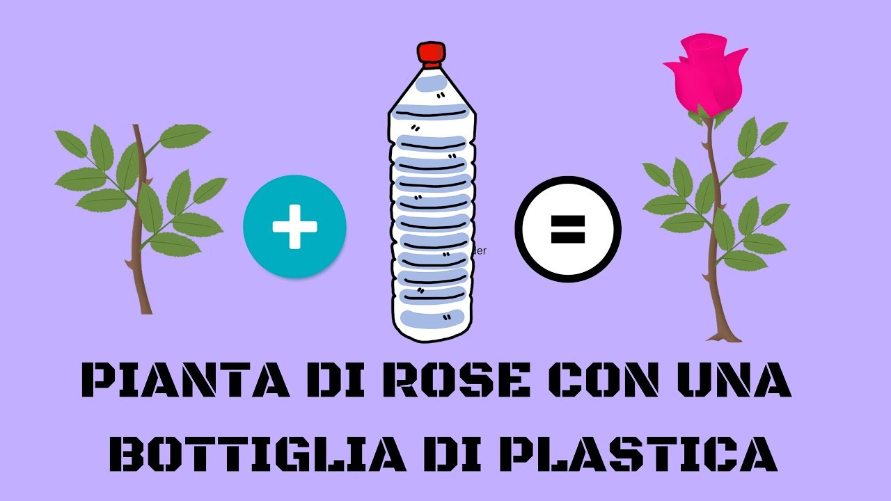 How to multiply a rose with a plastic bottle - YouTube