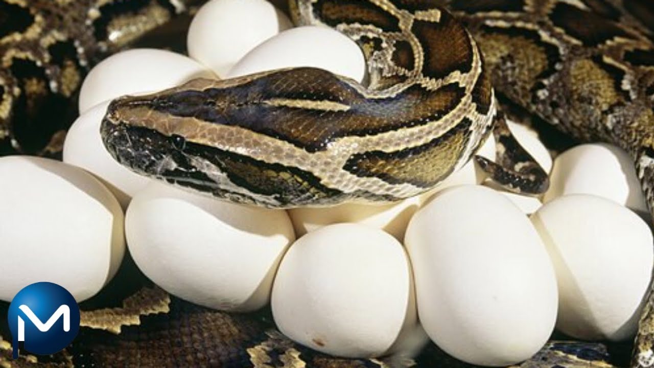 Como as Cobras Se Reproduzem? YouTube Como as Cobras Se Reproduzem? YouTube