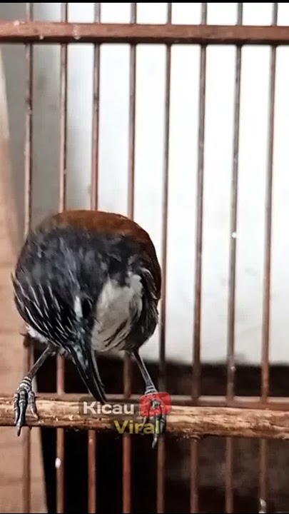 Burung SNIPER Gacor Memanggil L4wan