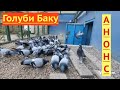 Анонс! Коллекция сизых многопёрых голубей в Баку!