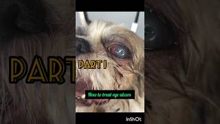 How to get Rid of ulcer-eyeshihtzu doglover pets dog shortvideo puppy