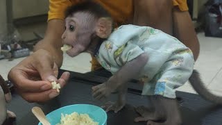 Monyet makan nasi || melatih bayi monpai makan nasi