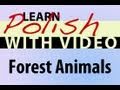 Learn Polish with Video - Forest Animals