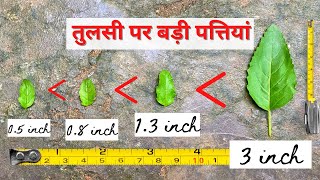 7 Important Steps में पाएं तुलसी पर बोहोत बड़ी पत्तियां 🔥Get Big leaves on Tulsi Plant by Container Gardening 46,545 views 2 years ago 10 minutes, 31 seconds