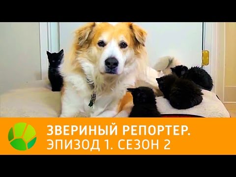 Звериный репортер. Эпизод 1. Сезон 2 | Живая Планета