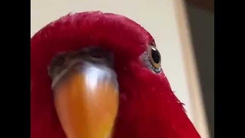 Red Bird Laughing Meme [HIGHER QUALITY]
