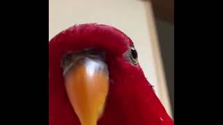 Red Bird Laughing Meme [HIGHER QUALITY]