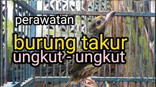 Perawatan burung Takur ungkut-ungkut