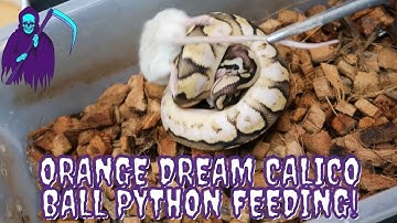 Orange Dream Calico Pastel Ball Python Feeding #3 (failed)