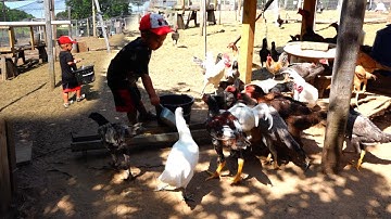 Hmong chicken farm/hmoob tu qaib coob kawg 2020