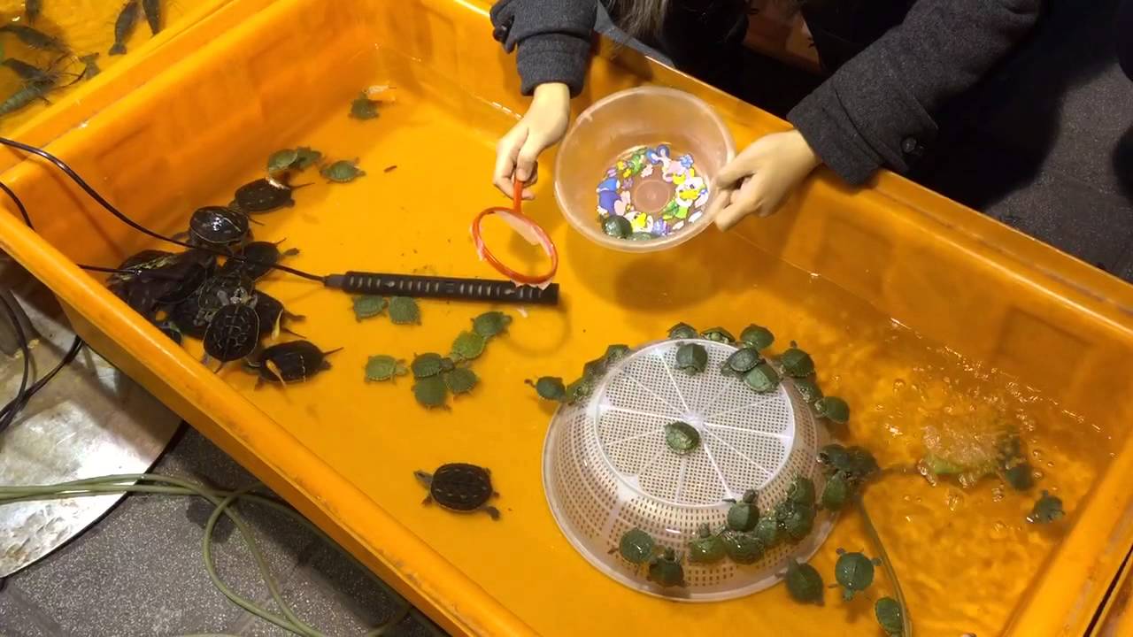 Catching turtles YouTube