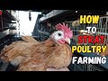 Poultry business kis thran shru karen   how to strat golden misri farming in pakitan