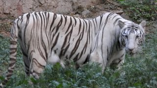 Meera roaring their very loudly | Zoological Park