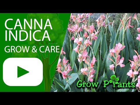 Canna indica - grow & care