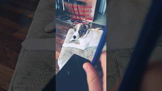 Gnomes Vs Knights What Do I Do                gnomes knights gnomesvsknights funny fyp dogs