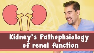 Kidneys: Pathophysiology of renal function