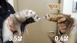 처음 보는 페럿에게 끊임없이 덤비는 하룻강아지 페럿 ㅋㅋ