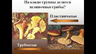 Шляпочные грибы (лаб.раб.).AVI Шляпочные грибы (лаб.раб.).AVI