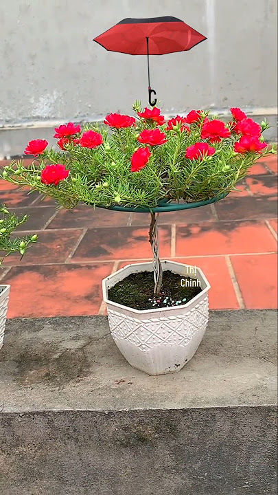 How We made Flower Plant Like This