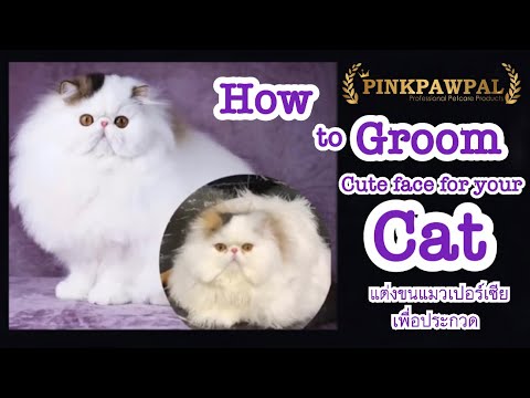 วีดีโอ: วิธีการตัดแต่งแมวปุย?