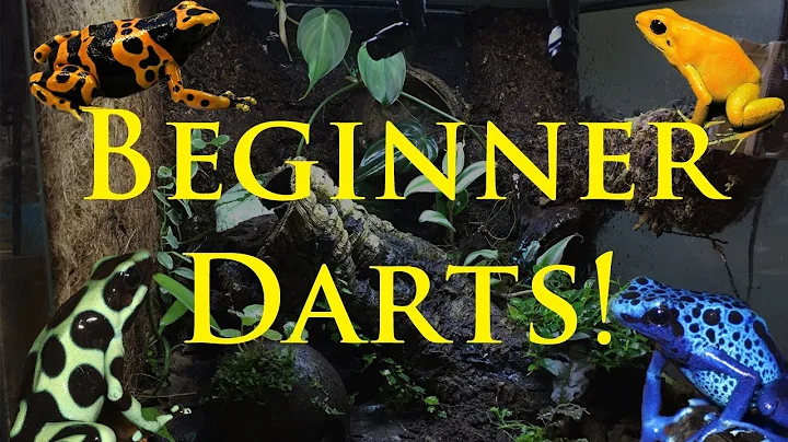 Best Beginner Dart Frogs!
