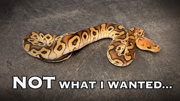 Snake clutch odds... Expectation vs REALITY!